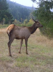 baby elk separated from the herd on our property 2 years back. He rejoined the herd a week later! 